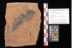 Foto (Objekt + Etikett) von Quercus palaeoilex Ettingshausen (NHMW-GEO-2024-0188-0896)